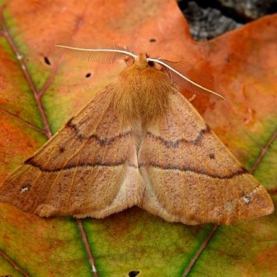 Profile Picture of Rowan Wakefield (@birding_buxton) on Twitter