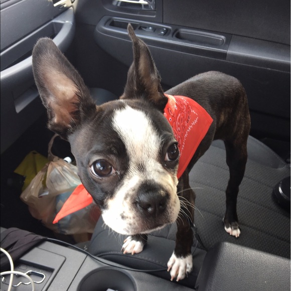 Krista Sobecki - Poshmark Profile Picture of Krista Sobecki (@kms41738) on Poshmark