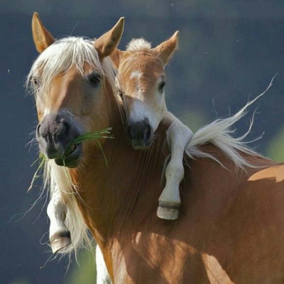 Profile Picture of Lisa Simpson (@lisalu33) on Poshmark