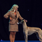 Profile Picture of Inger Gelius (@kennel ghazoot) on Flickr