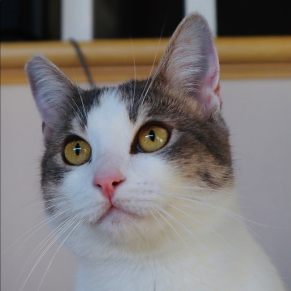 Profile Picture of Stephanie Liu (@stephanieabcd) on Poshmark