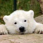 Profile Picture of Pavela Brian (@pavelabrian) on Instagram