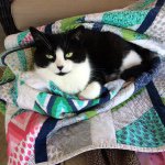 Profile Picture of Lori Thompson (@ltdermdvm) on Instagram