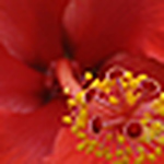 Profile Picture of Mandy Evans (@dixiedevil78) on Flickr