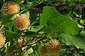 Profile Picture of Naucleaon Wikipedia