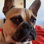 Profile Picture of Lucas Manuel Valentín (@soylucasfrenchie) on Instagram