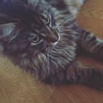 Profile Picture of Scott Lagesen Fenheim (@scott_lf) on Instagram