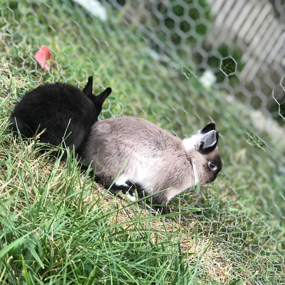 Profile Picture of Chloe Fowler (@chloefowler403) on Poshmark