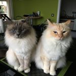 Profile Picture of Linda Daniel Morhaye Billet (@morhayebillet) on Instagram