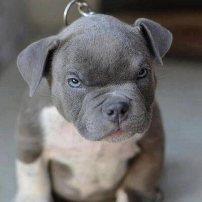 Profile Picture of Brian Blose (@bblose1981) on Twitter