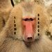 Profile Picture of TTV SlomoBaboon (@charleslowrey1) on Pinterest