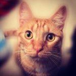 Profile Picture of Mr. Ginger Allison (@hawaiian.kitty) on Instagram