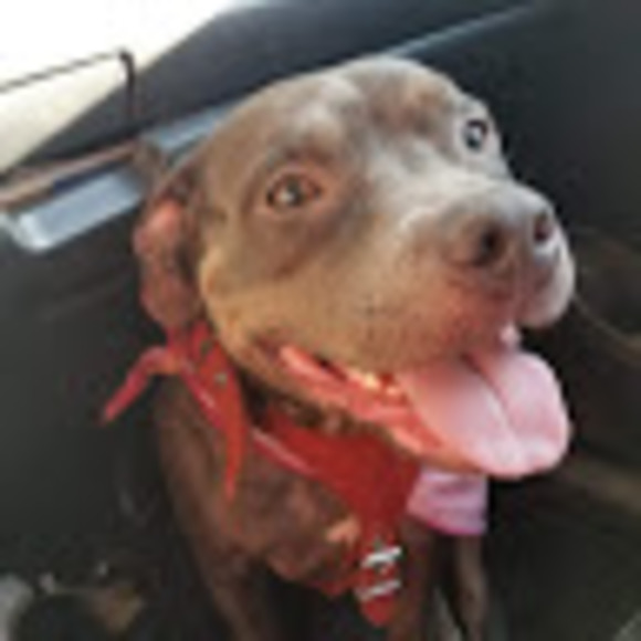 Eleyna Ooi - Poshmark Profile Picture of Eleyna Ooi (@eleynaphant66) on Poshmark