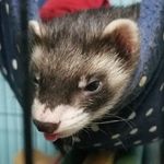 Profile Picture of Crystal Tincher James Wyland (@crystaltincher) on Instagram