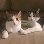 Profile Picture of Cloud & Celeste (@itscloudandceleste) on Instagram
