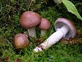 Profile Picture of Stropharia hornemanniion Wikipedia