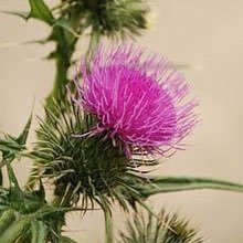 Profile Picture of Elena Adam (@ElenaAdam) on Twitter