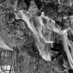 Profile Picture of Bogart (@13267teddavi) on Instagram