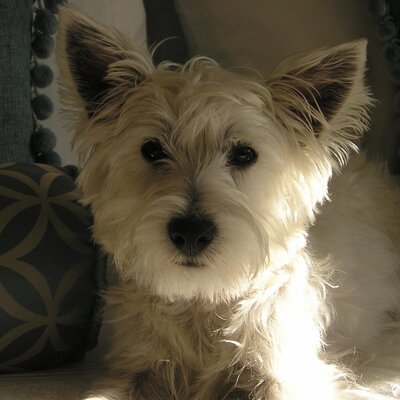 Profile Picture of Marion Irvine (@MarionIrvine) on Twitter