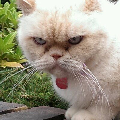 Profile Picture of Clint Steer (@SteerClint) on Twitter