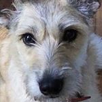 Profile Picture of Бусинка ✨🍭 (@sobakabusya) on Instagram