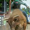 Profile Picture of Jacob Burrell (@@bullrider282) on Tiktok