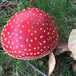 Profile Picture of Michaela Fengstad (@michafen) on Instagram