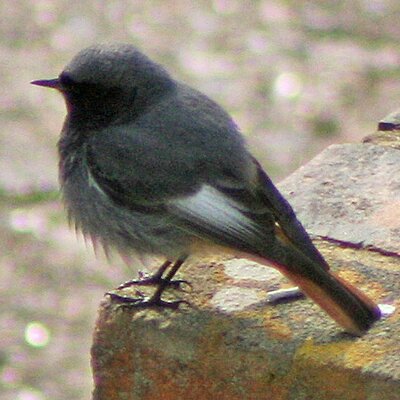 Steve Gale - Twitter Profile Picture of Steve Gale (@surreywallcreep) on Twitter