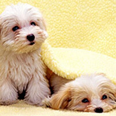 Profile Picture of Alejandro Martinez (@alexandro_mtz) on Twitter