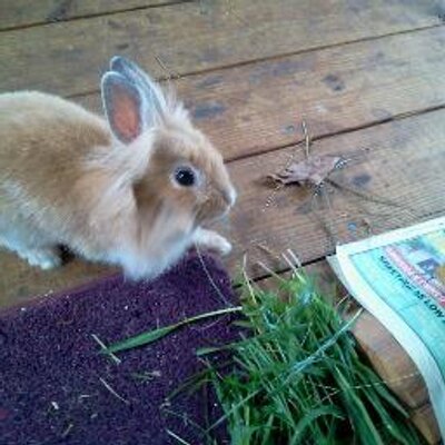 Profile Picture of Robert Bigelow (@robertbigelow2) on Twitter