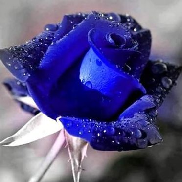 Profile Picture of Celia Rodriguez Serrano (@CeliaRo13321473) on Twitter