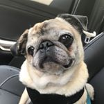 Profile Picture of Steven J. Rambo, MD, The Pug (@drsteve_medicinepug) on Instagram