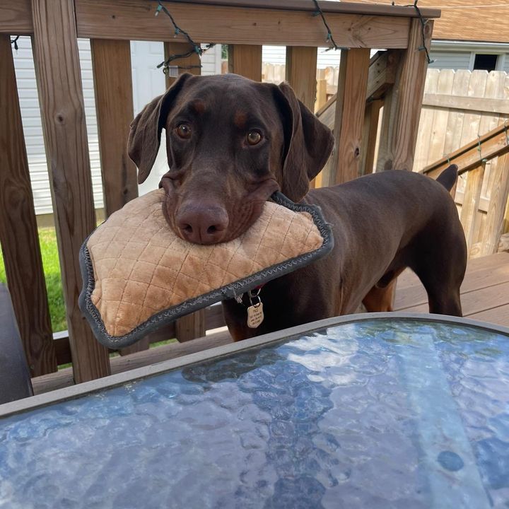 Profile Picture of Jim English (@baldbull1) on Tiktok