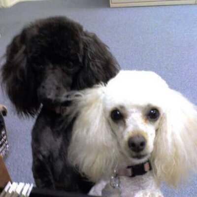 Profile Picture of Joe Burleson (@joebinaustin) on Twitter