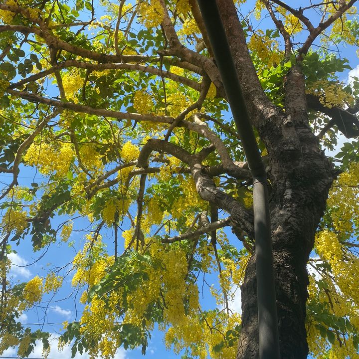 Profile Picture of Tracie Sambat (@traciegrace285) on Tiktok