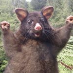 Profile Picture of Brian Shay (@sandman_brian) on Instagram