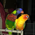 Profile Picture of Lakshmi Kode Sammarco (@malibushmi) on Instagram