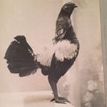 Profile Picture of Troy Hocking (@hockingtroy) on Instagram