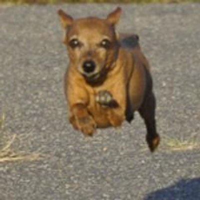 Profile Picture of Mike Cerone (@macerone) on Twitter