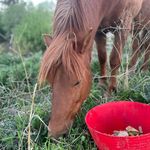 Profile Picture of Blindern Gård🐷🐴 (@blindern_gaard) on Instagram