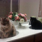 1 follower - Instagram Profile Picture of 1 follower (@darcy.mortimer) on Instagram