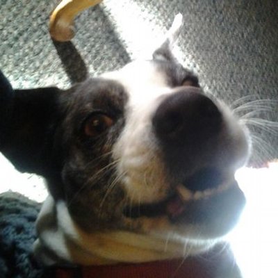 Profile Picture of Adam Stallings (@@astall1983) on Twitter