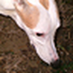 Profile Picture of Holly (@greyhoundmom) on Flickr