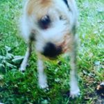 Profile Picture of Peter Adams (@hochspannumg46) on Instagram