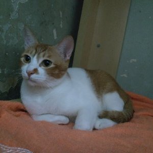 Profile Picture of Ben Lok (@BenLok5) on Twitter