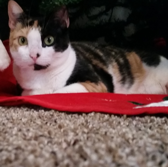 Profile Picture of Terry Tulino (@ttulino1210) on Poshmark