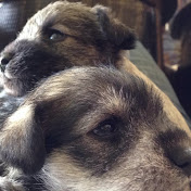 Profile Picture of Diego A Ambriz (@diegoaambriz4763) on Youtube