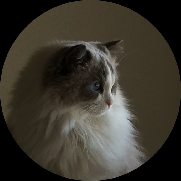 Profile Picture of Pamela Pfaff-duca (@chintzcabinet) on Poshmark