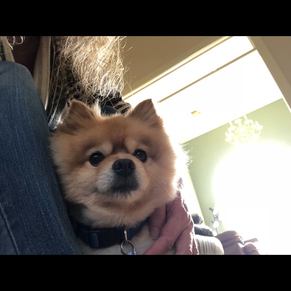 Profile Picture of Jacqueline Schroeder (@jdsboo) on Poshmark