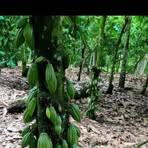 Profile Picture of Tiger Max (@Tiger-Max) on Facebook